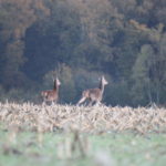 LANDEL Gros Gibier – Saison 2025-26